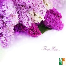 Tranh dán tường phòng ngủ Hàn Quốc đẹp FW - 046